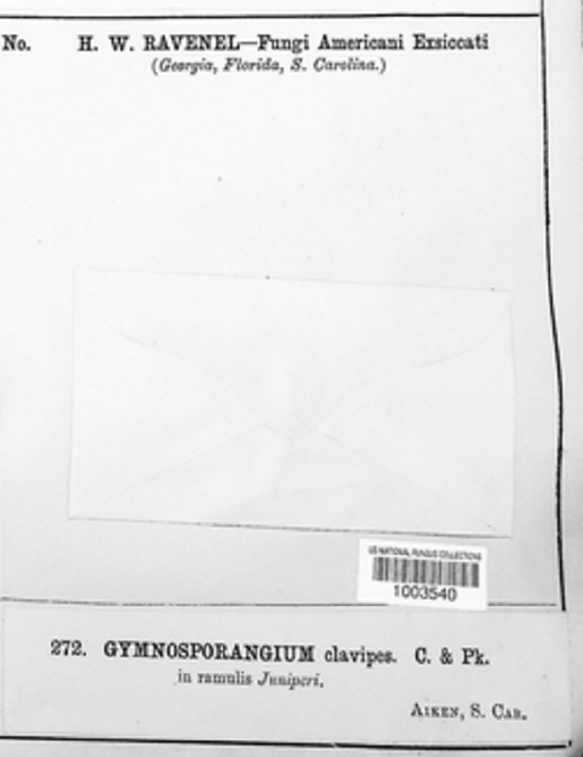 Gymnosporangium clavipes image